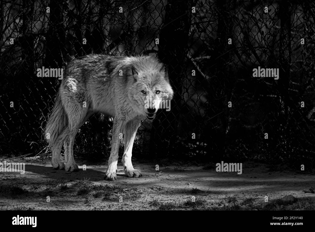 Grauer Wolf in EINEM Zoo. Stockfoto
