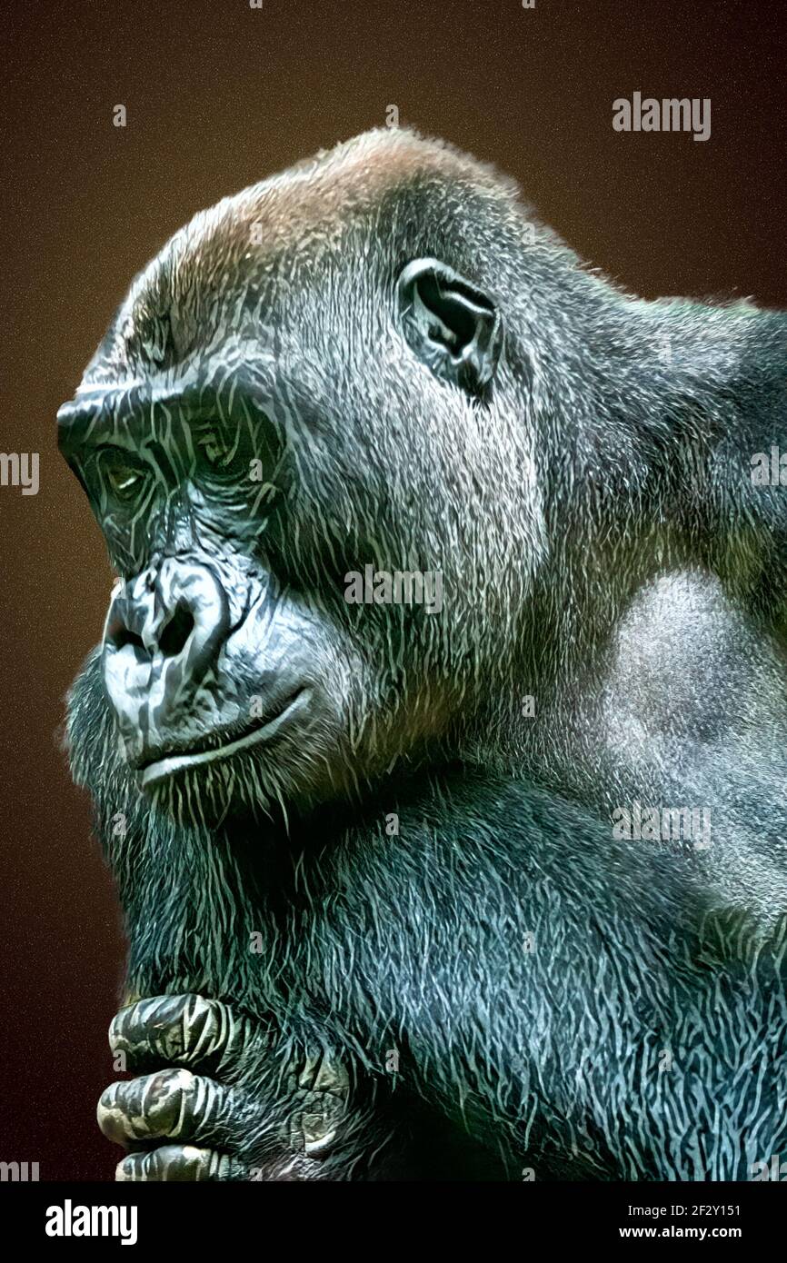 Silverback-Gorillas sind eng mit Menschen verwandt und teilen etwa 98% der gleichen DNA. Stockfoto