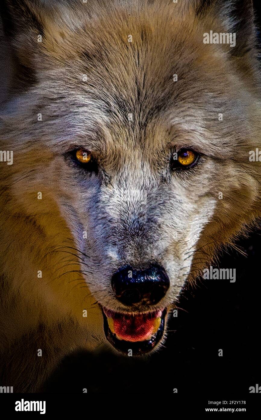 Grauer Wolf in EINEM Zoo. Stockfoto