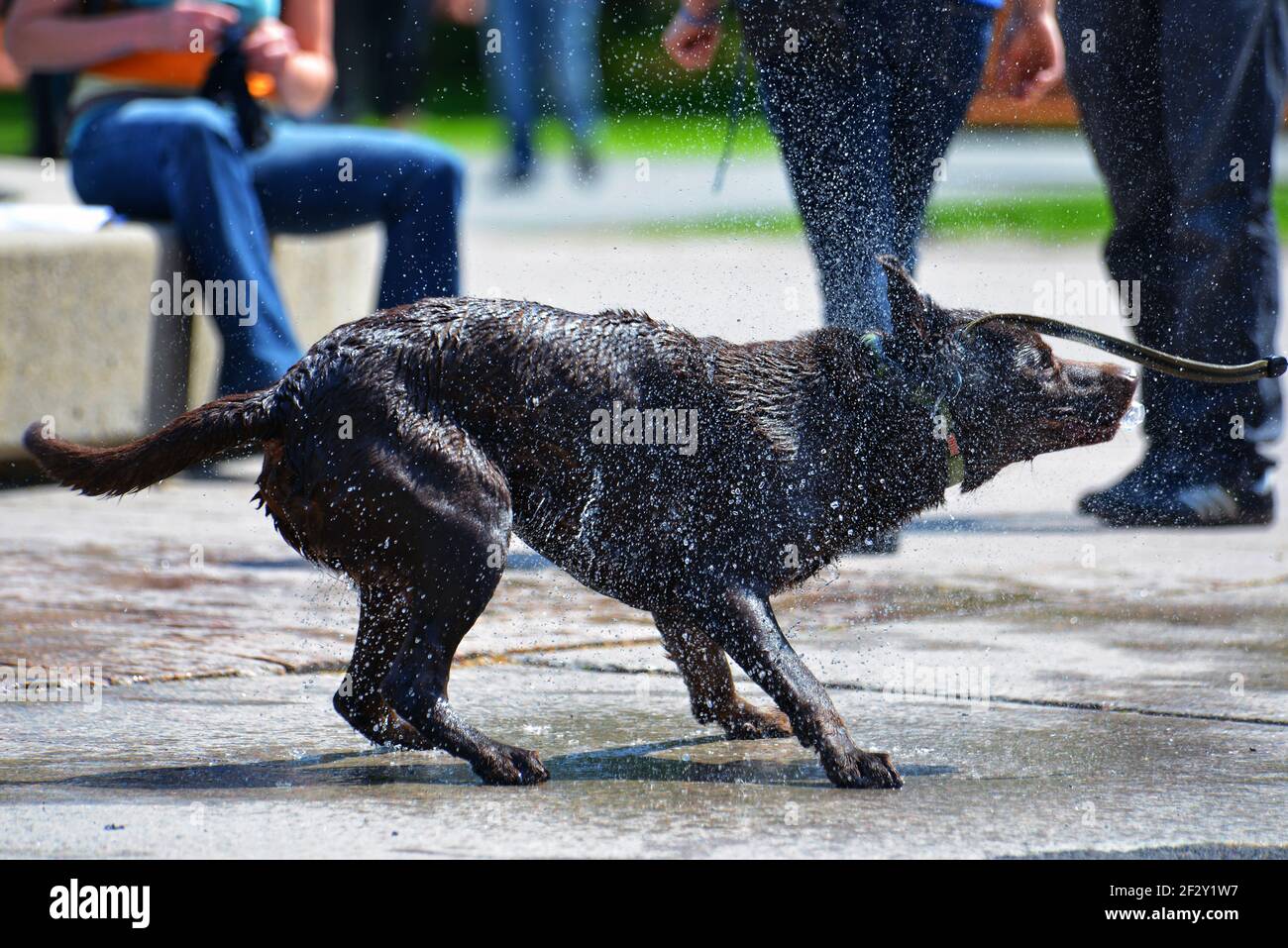 Ein Hund schüttelt sich, indem er das Wasser abschüttelt Sein Fell nach dem Abkühlen im Brunnen Stockfoto