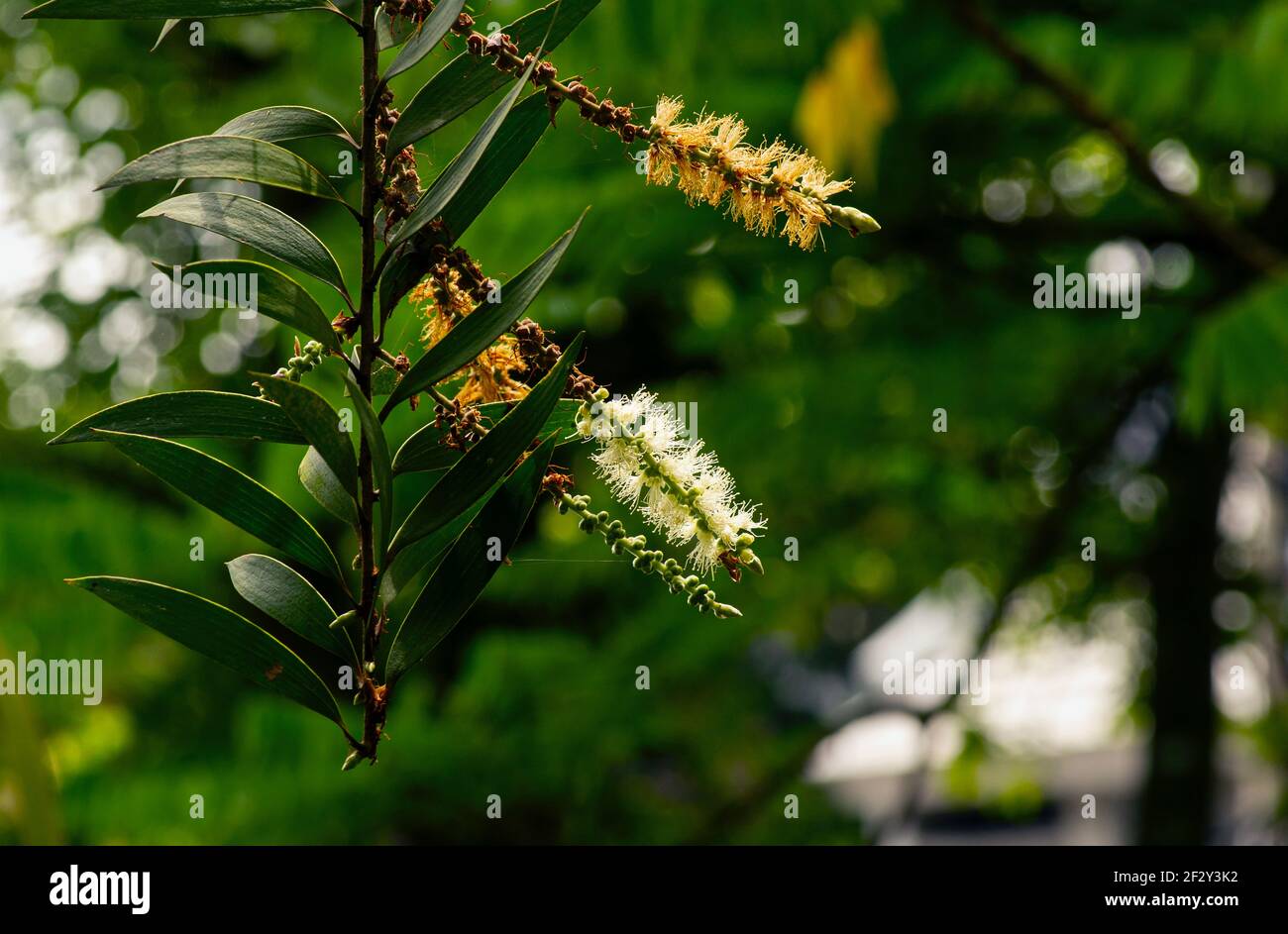 Melaleuca cajuputi Blüten und Blätter, in flachem Fokus. Cajuput-Öl ist ein flüchtiges Öl, das durch Destillation aus den Blättern von Cajuput-Bäumen gewonnen wird Stockfoto