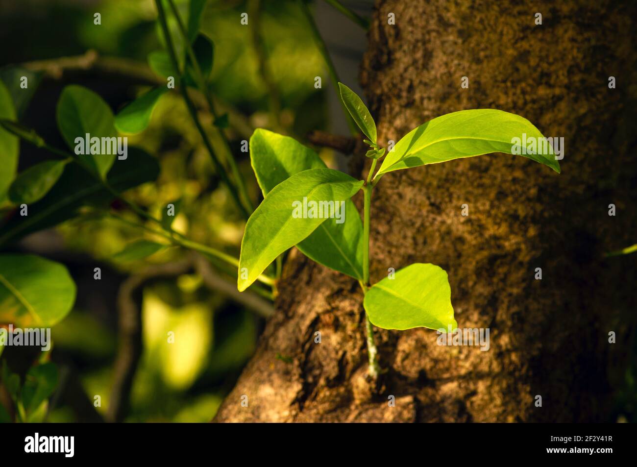 Syzygium polyanthum Triebe auf dem alten Stamm, mit gemeinsamen Namen Indische Lorbeer und indonesische Lorbeer, ist eine Pflanzenart in der Familie Myrtaceae, Stockfoto