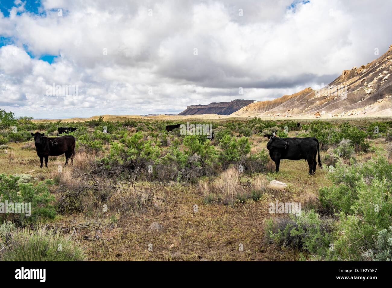 Westliche Landschaft von schwarzen Kühen, die inmitten von Weidenbrush mit Tablelands im Hintergrund stehen, und blauem Himmel, der aus schweren grauen Cumulonimbuswolken herausguckt. Stockfoto