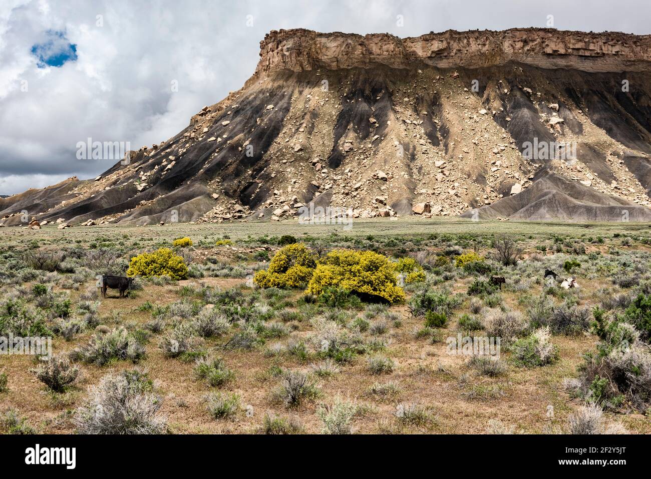Wolken bilden ein blaues Loch im Himmel über einer Utah mesa mit Rindern im Vordergrund nahe dem Sego Canyon, Utah, USA. Stockfoto