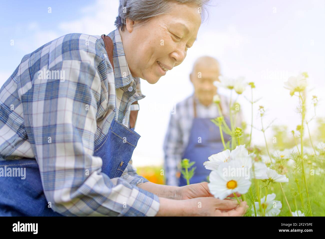Glückliches asiatisches Seniorenpaar, das morgens im Garten arbeitet Stockfoto