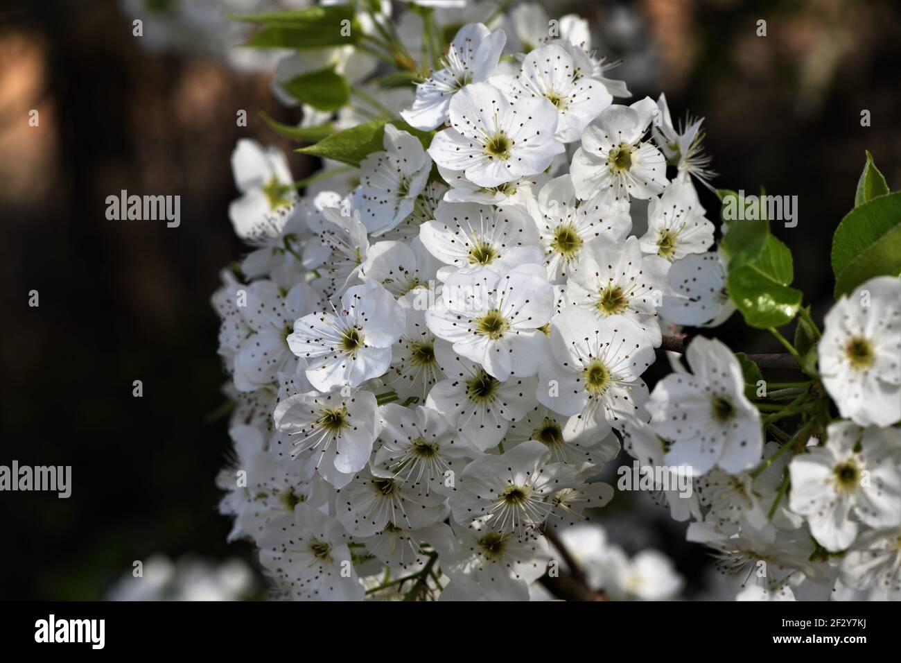 Bradford Birne blüht. Stockfoto