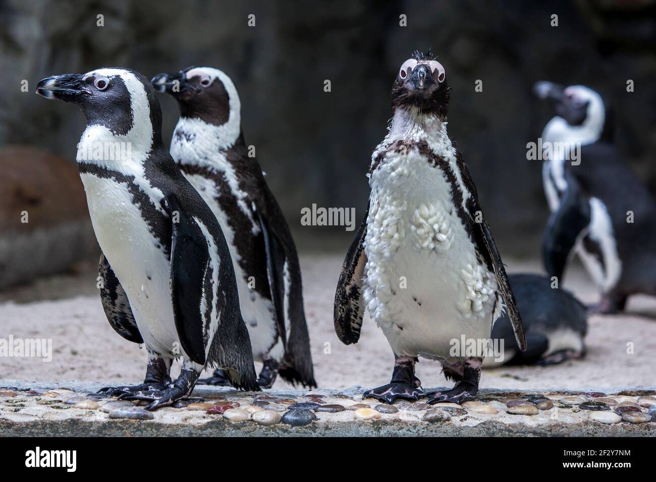 Afrikanische (Jackass) Pinguine im Singapore Zoo in Singapur. Singapore Zoo ist 26 Hektar groß und hat mehr als 2.800 Tiere. Stockfoto