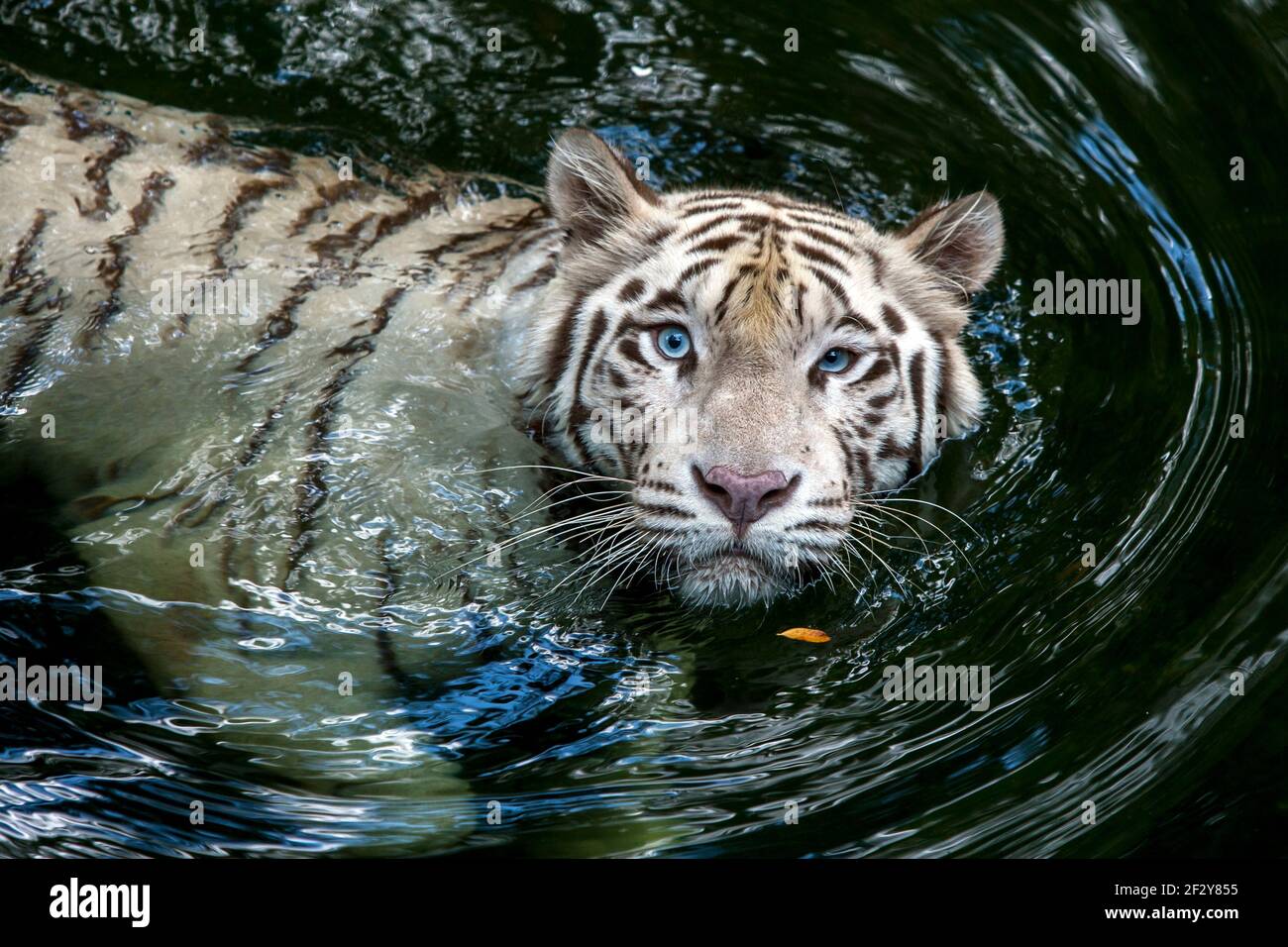 Ein weißer Tiger im Zoo von Singapur schwimmt im Graben, der das Gehege umgibt. Besonders gern taucht dieser Tiger in den Graben. Stockfoto