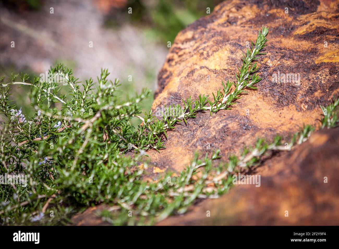 Australisches Gartendetail mit strukturiertem Fels Stockfoto