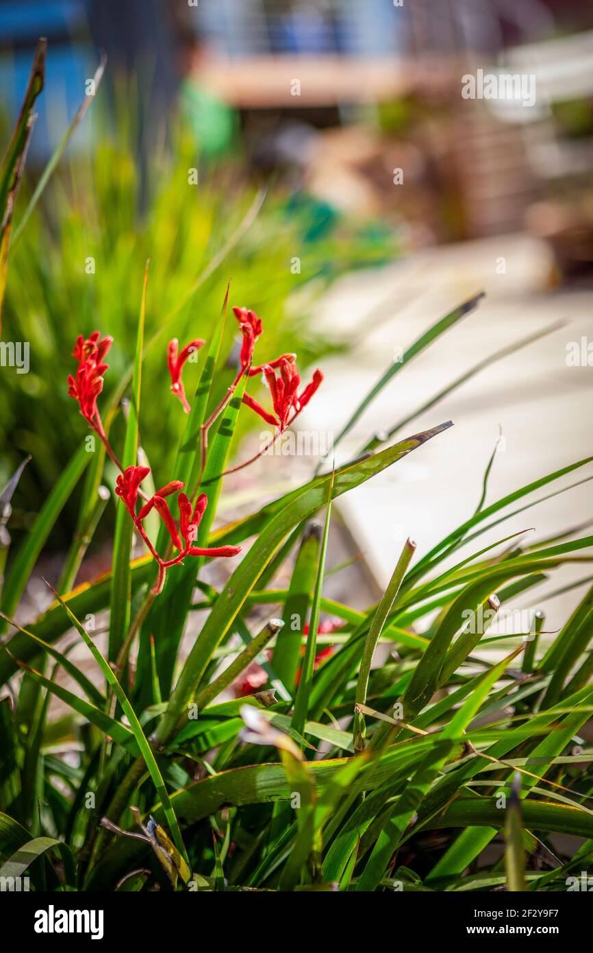 Rote Kangaroo Paw Pflanze im heimischen Garten Stockfoto