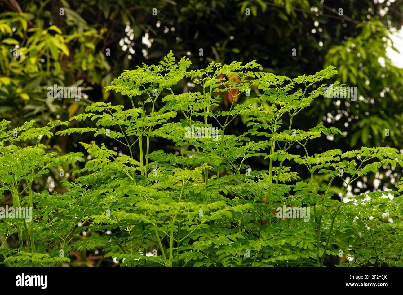 Kelor oder Drumstick Baum, Moringa oleifera grüne Blätter ausgewählten Fokus, mit gemeinsamen Namen: Meerrettich Baum, und ben Ölbaum oder Benzolive Baum Stockfoto