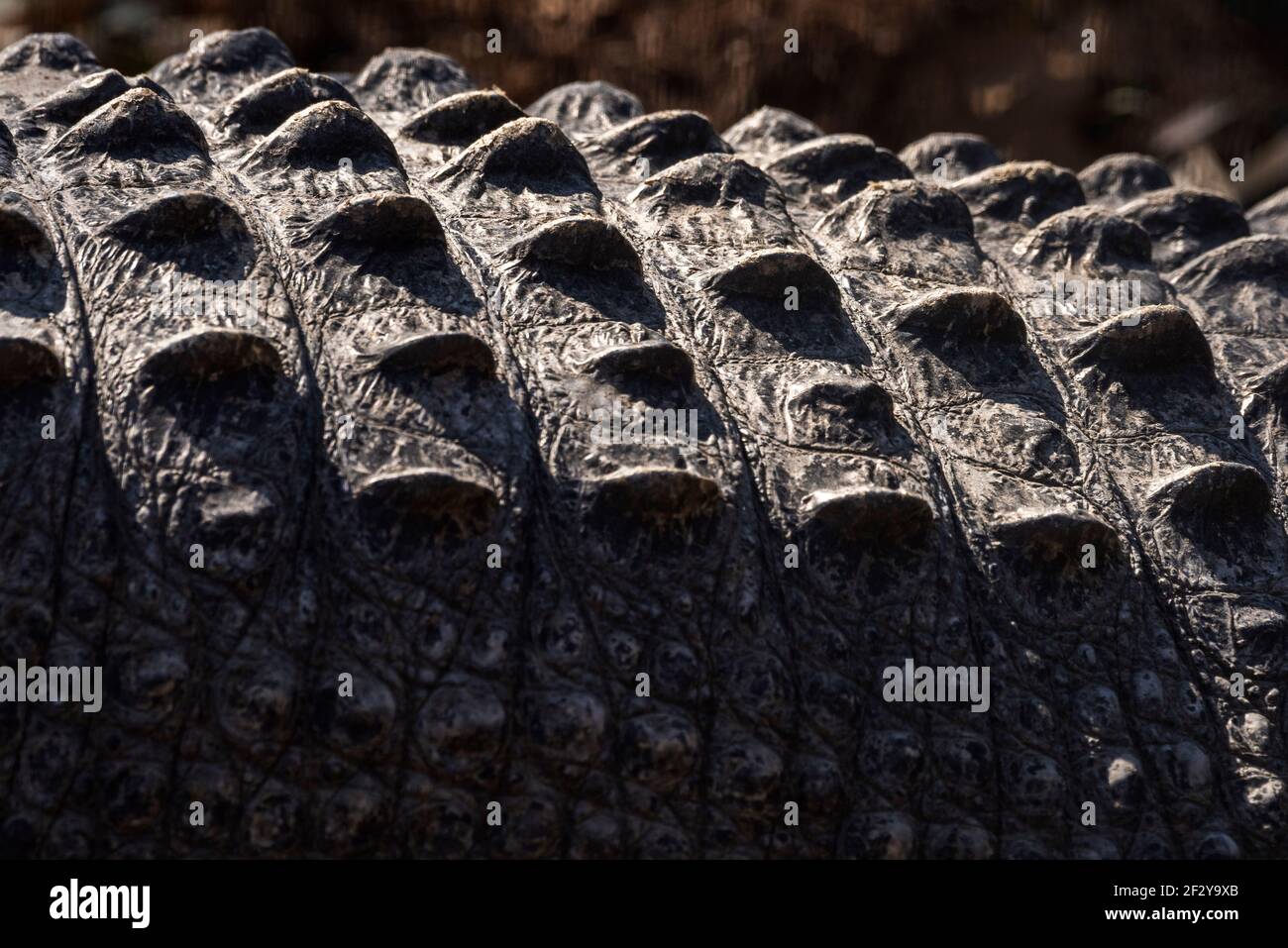 Eine Nahaufnahme des Rückens eines amerikanischen Alligators nimmt den Blick einer fremden Landschaft auf. Stockfoto