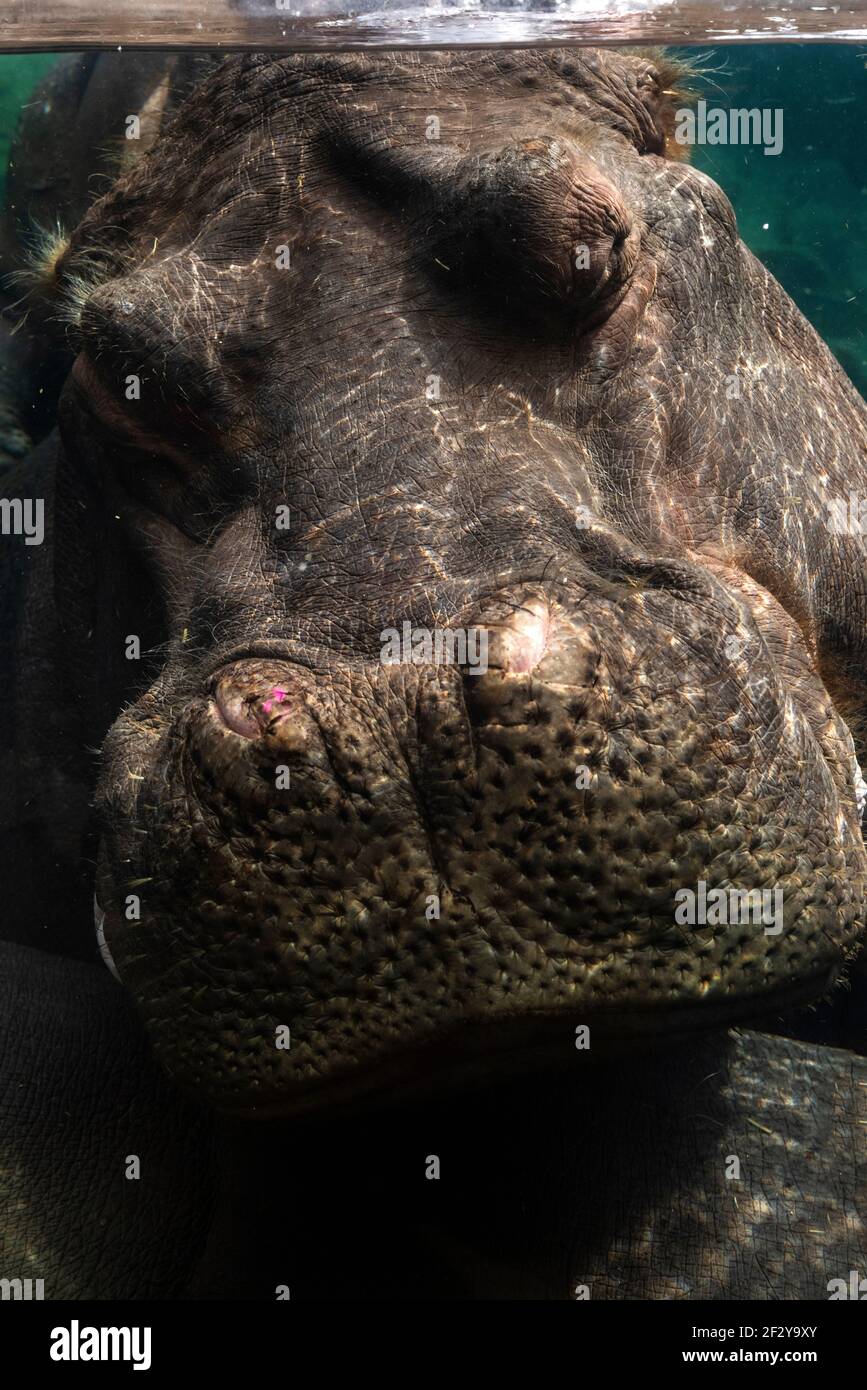Am 9. März 2021, im Zoo von Saint Louis, erheben sich Blasen aus dem Nasenloch eines Nilpferdes, der unter Wasser ein Nickerchen macht. Stockfoto