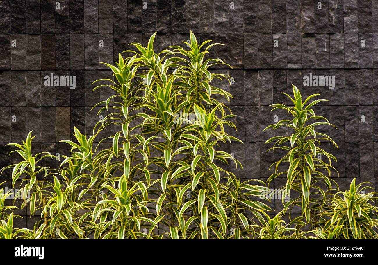 Dekorative grüne Pflanzen mit einem karierten Steinwand Hintergrund Stockfoto