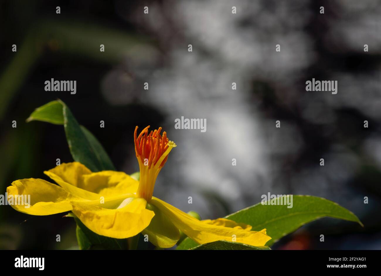Orangefarbener Blütenstempel mit Bokeh-Hintergrund Stockfoto