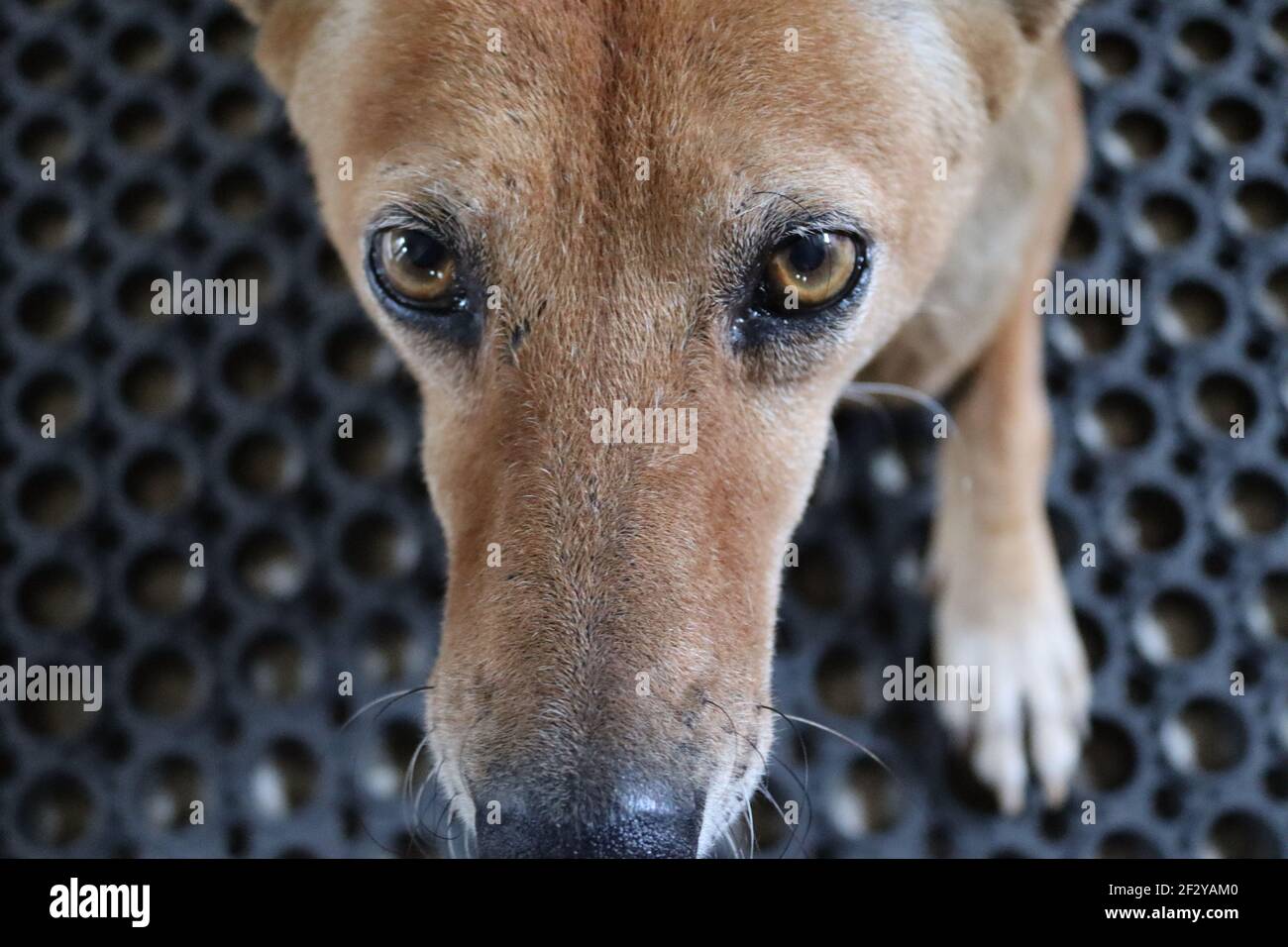 Weibliche Haustiere, die beim Fokussieren des Kameraobjektivs auf die Hand  schauen Stockfotografie - Alamy