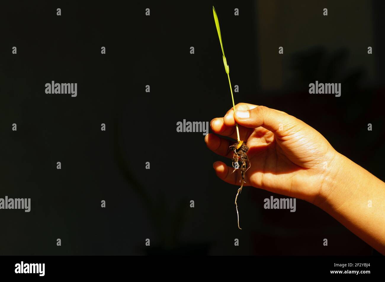 Ein Reissämling in der Hand eines Kindes mit Dunkler Hintergrund Stockfoto