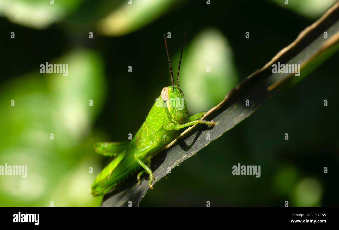 Eine schöne grüne Heuschrecke mit verschwommenem Hintergrund. Makrofotografie. Stockfoto