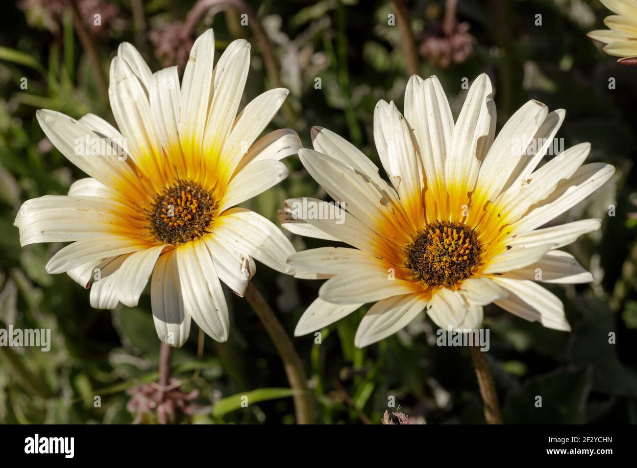 Weiß und Gelb Gazania Rigens in Blüte Stockfoto