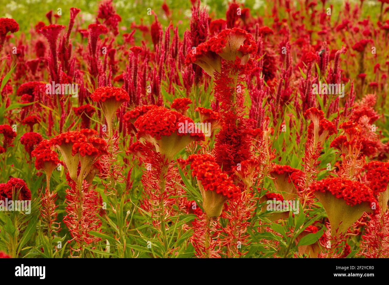 Wachsende Cockscomb Blume (Celosia cristata) im Garten, in flachem Fokus Stockfoto