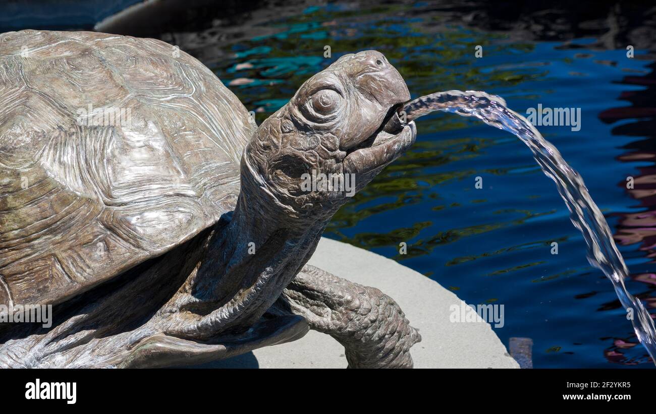 Ein großer bronzener Brunnen in Form der einheimischen Ostkistenschildkröte, der die Wasserfläche des Domitian Pools ziert. Botanischer Garten Von New England Stockfoto