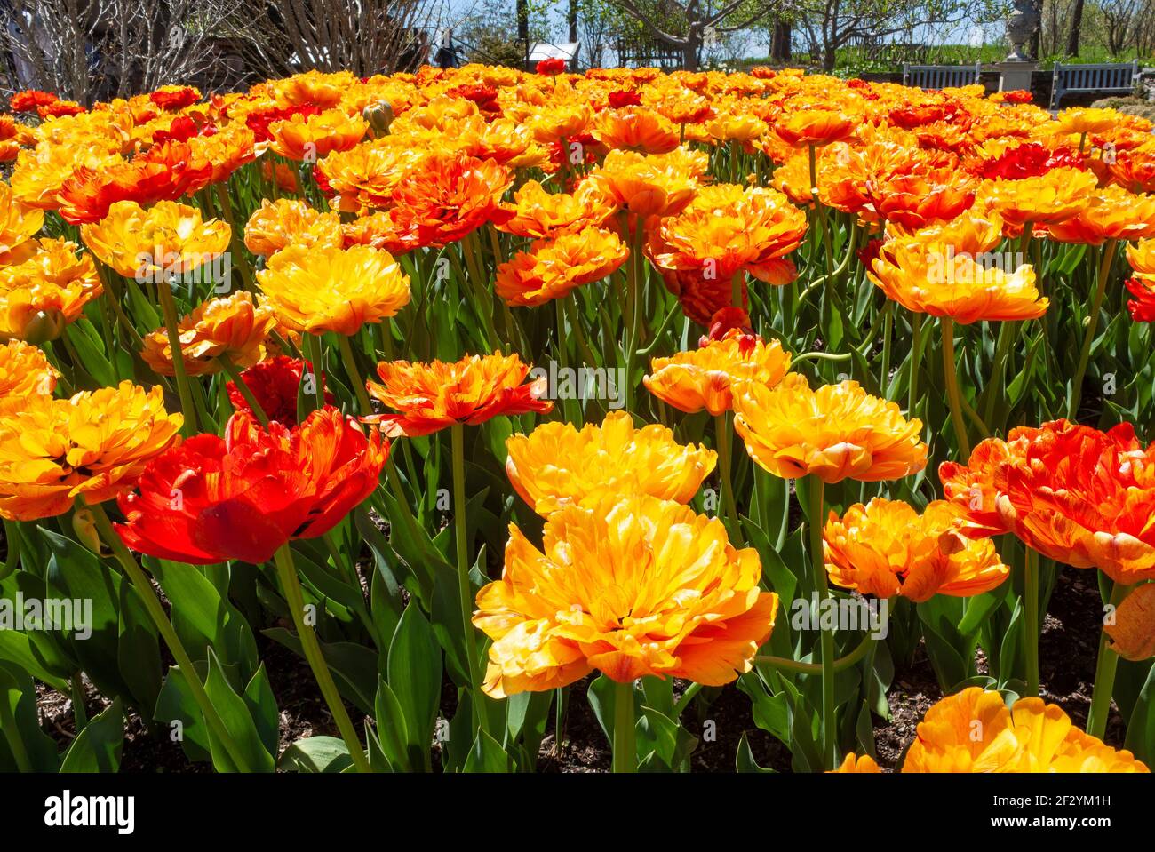 Cretaceous Tulip (Tulipa „Cretaceous“): Goldene doppelte späte Tulpen mit Scharlach und orangefarbenen Streifen. Blumenfeld. Ne Botanic Garden, MA Stockfoto