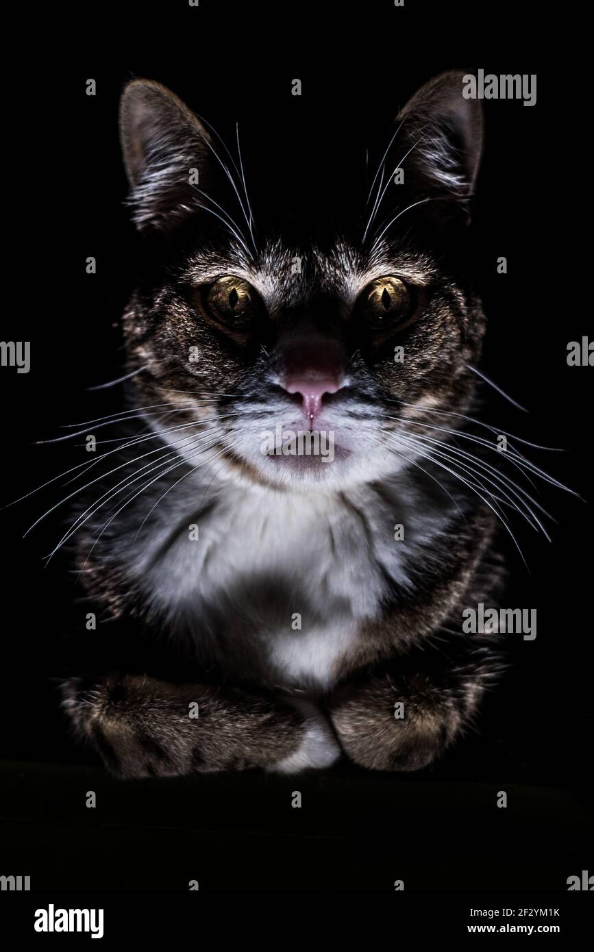 Ein vertikales Foto einer finsteren und beängstigend aussehenden Katze im Dunkeln mit Licht, das ihr Gesicht von unten beleuchtet. Stockfoto