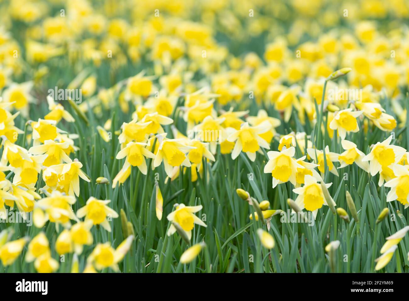 Der wilde Narzissen, Narcissus pseudonarcissus Stockfoto