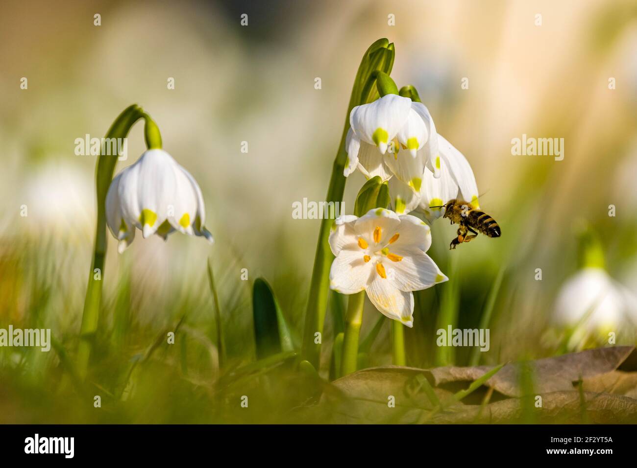 Nahaufnahme einiger Schneeflocken (Leucojum vernum), die zusammen mit anderen auf einer Wiese wachsen und von einer Honigbiene (APIs mellifera) besucht werden. Stockfoto