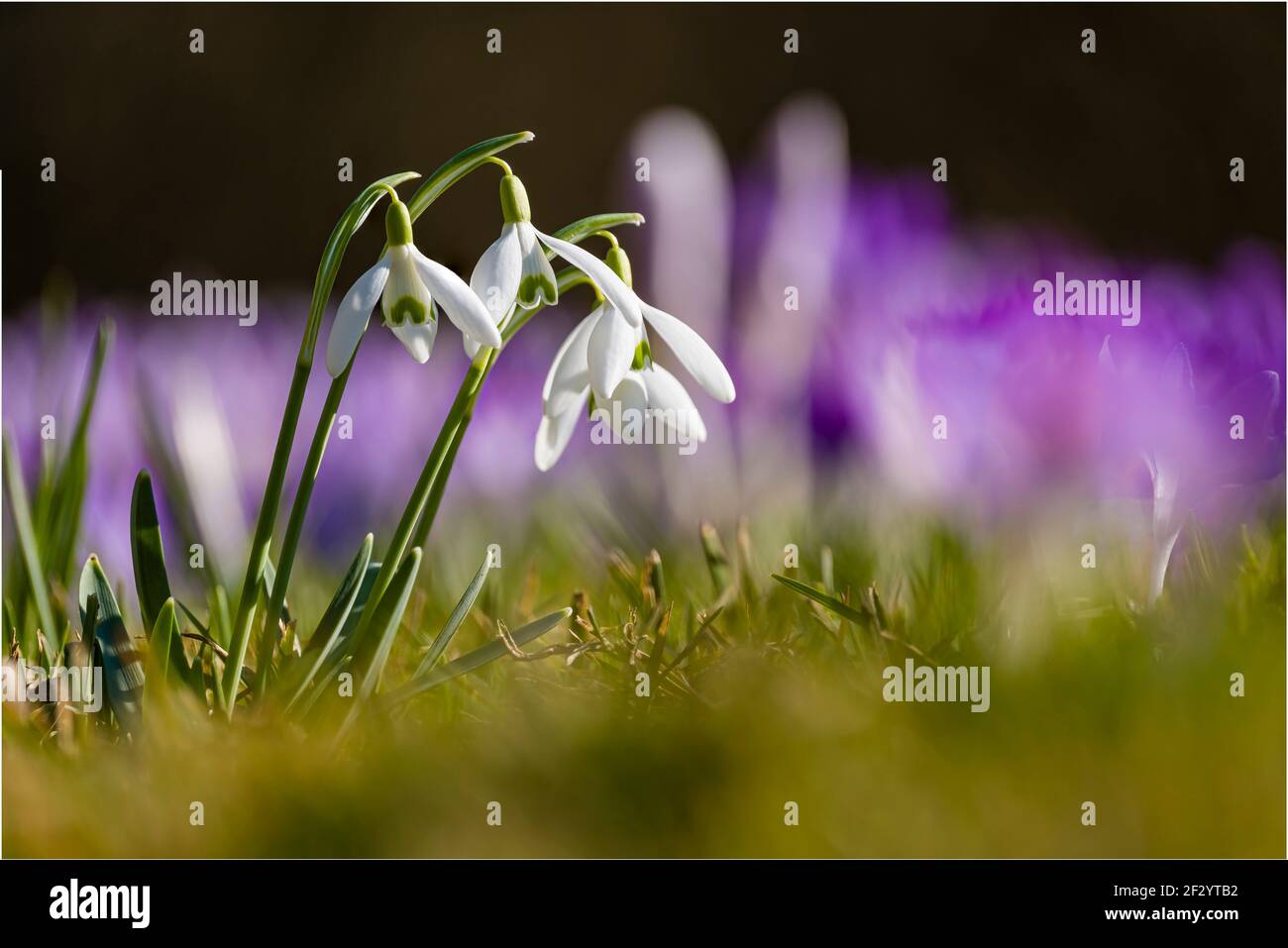 Nahaufnahme eines Schneeglöckchen (Galanthus nivalis), der auf einer Wiese mit violetten wilden Krokussen (Crocus tommasiniánus) wächst. Stockfoto