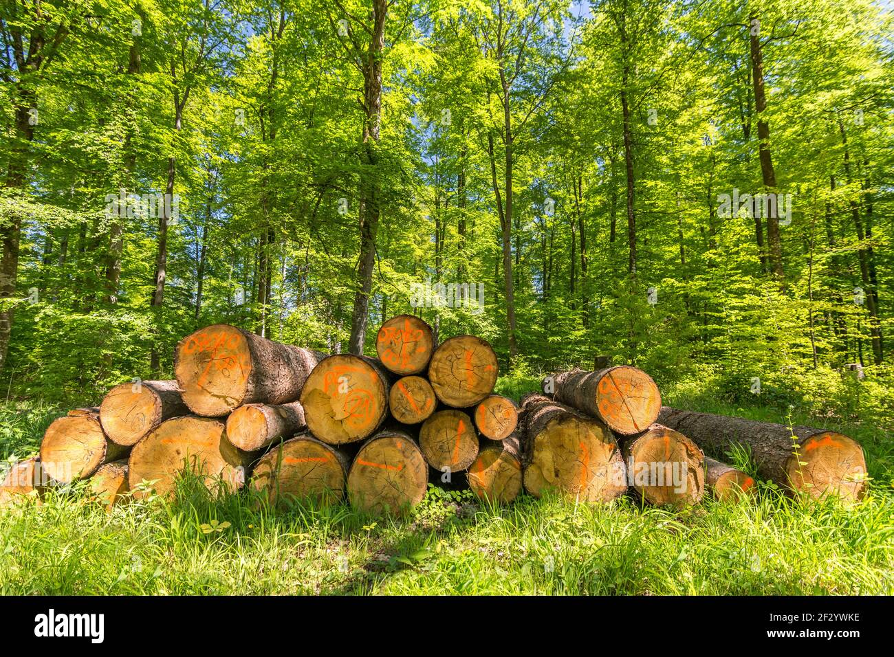 Haufen frisch geschnittener Baumstämme im Frühjahr im Wald Mit grünem Laub Stockfoto