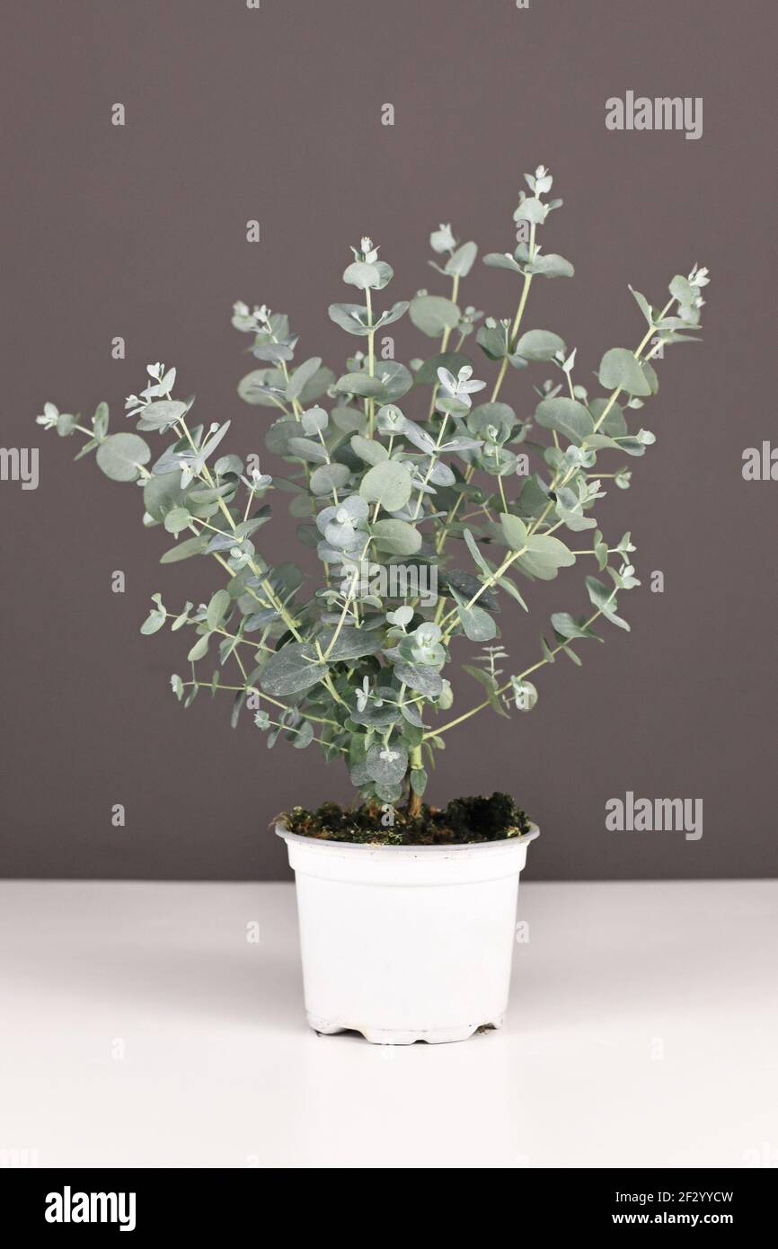 Kleine Eukalyptuspflanze im Blumentopf auf weißem Tisch in Vorderseite der grauen Wand Stockfoto