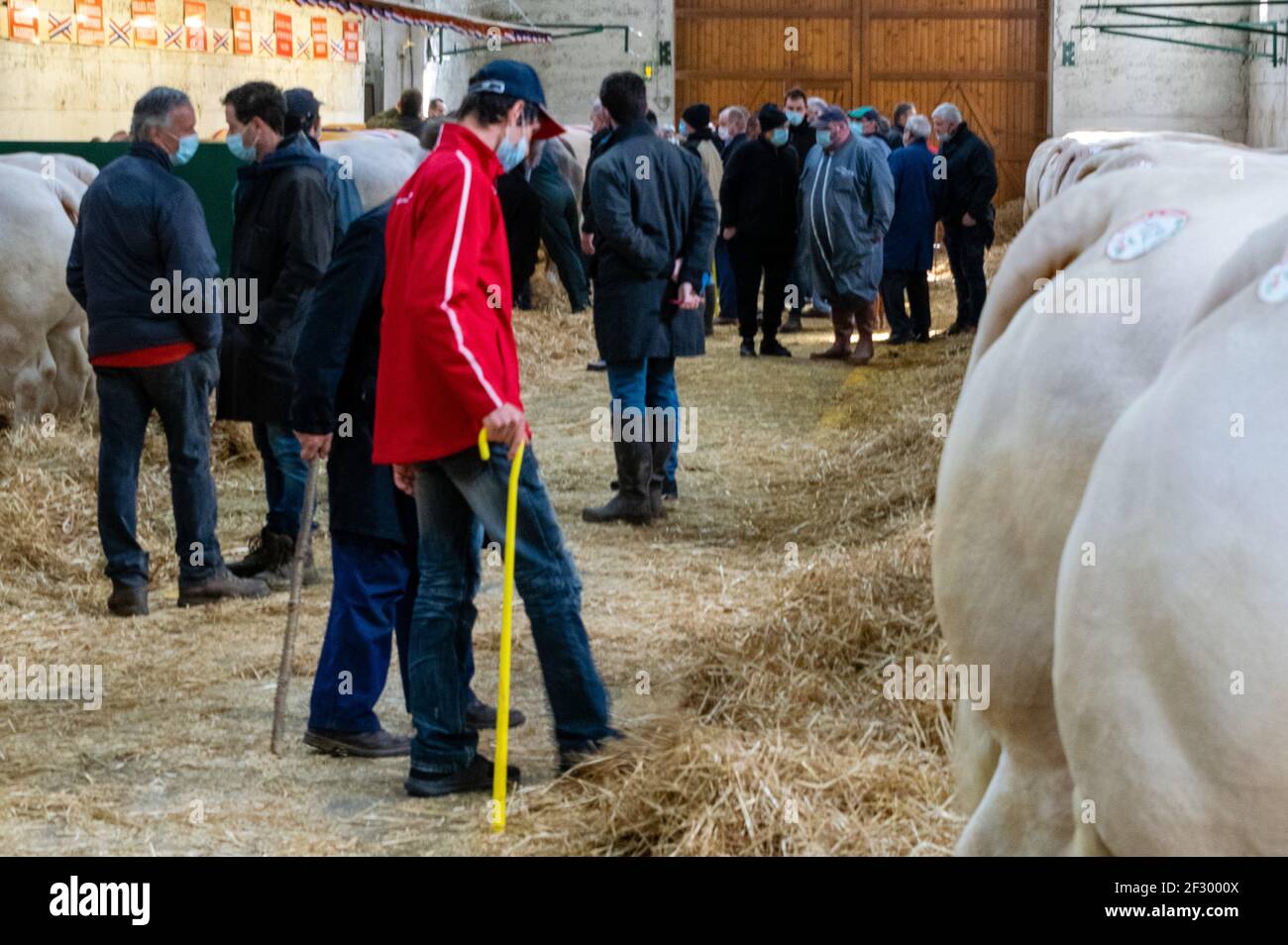 Landwirtschaftliche Show von feurs, Fleischmarkt Stockfoto