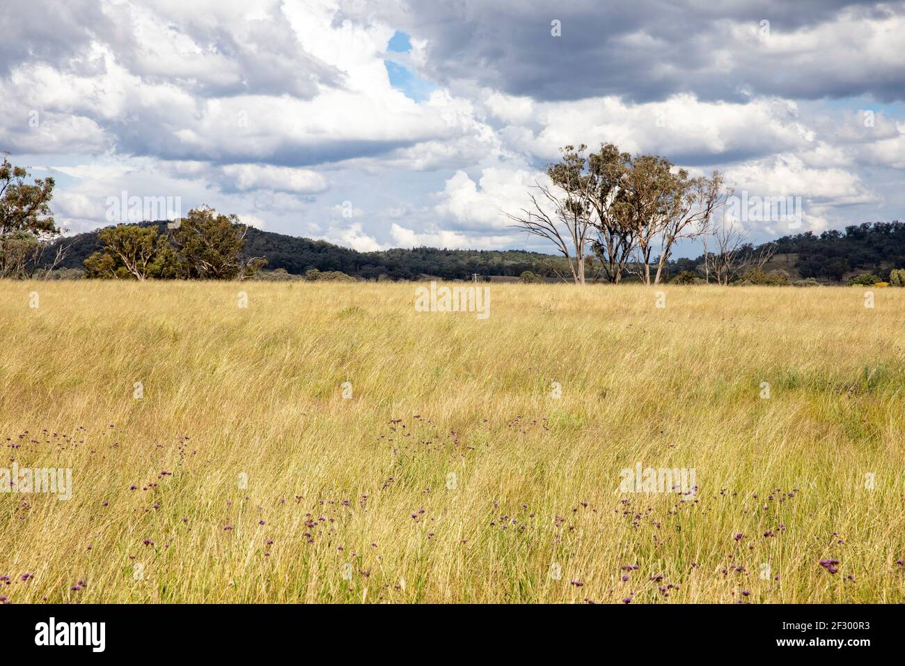 Australische Landschaft in der Region Mudgee in New South wales Ein Herbsttag, Mudgee, Australien Stockfoto