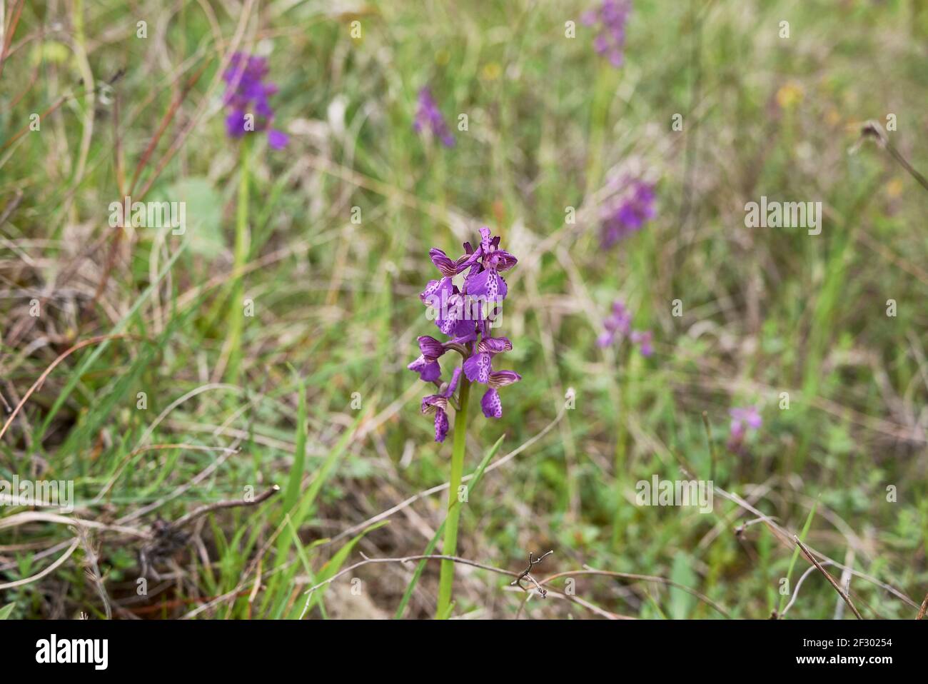 Anacamptis morio lila und rosa Blüten Stockfoto