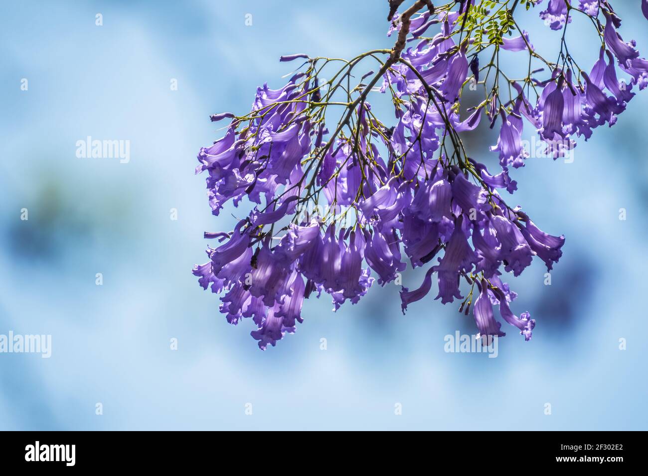 Violett Blau Jacaranda mimosifolia Closeup in Pretoria, Südafrika Stockfoto