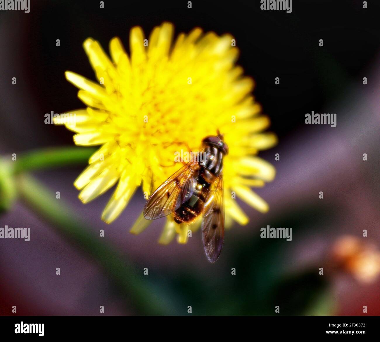 Biene auf einem Löwenzahn im Garten im Sommer Stockfoto