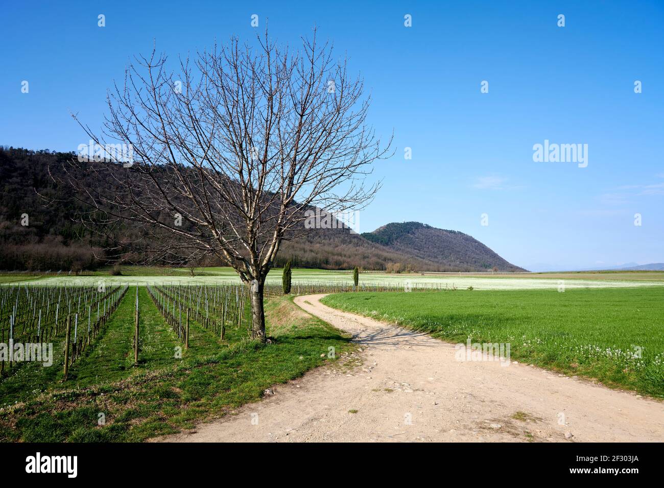 Erbusco (Bs), veduta della campagna in primavera Stockfoto