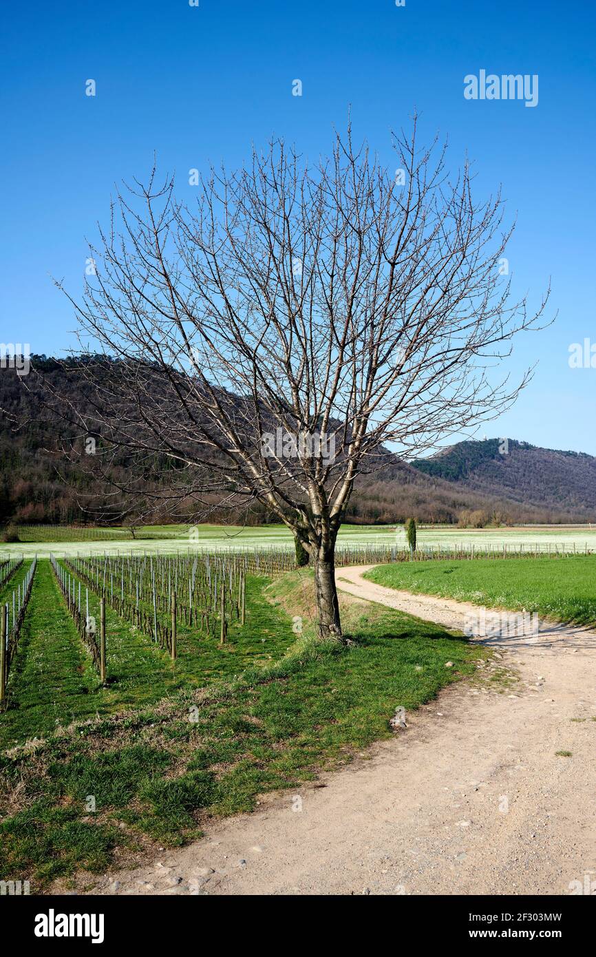 Erbusco (Bs), veduta della campagna in primavera Stockfoto