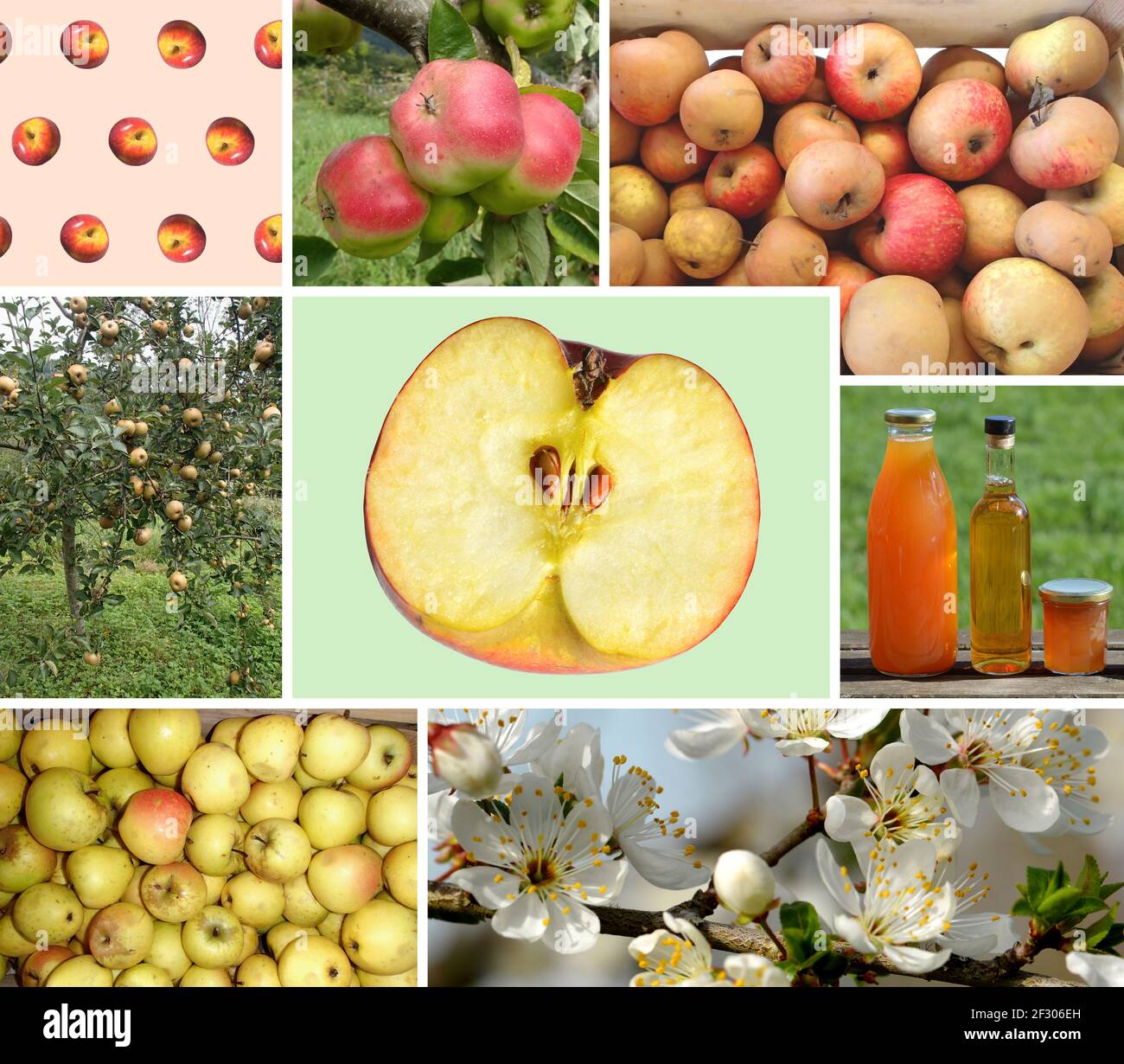 Collage verschiedener organischer Äpfel und Bäume - Fotomontage Stockfoto