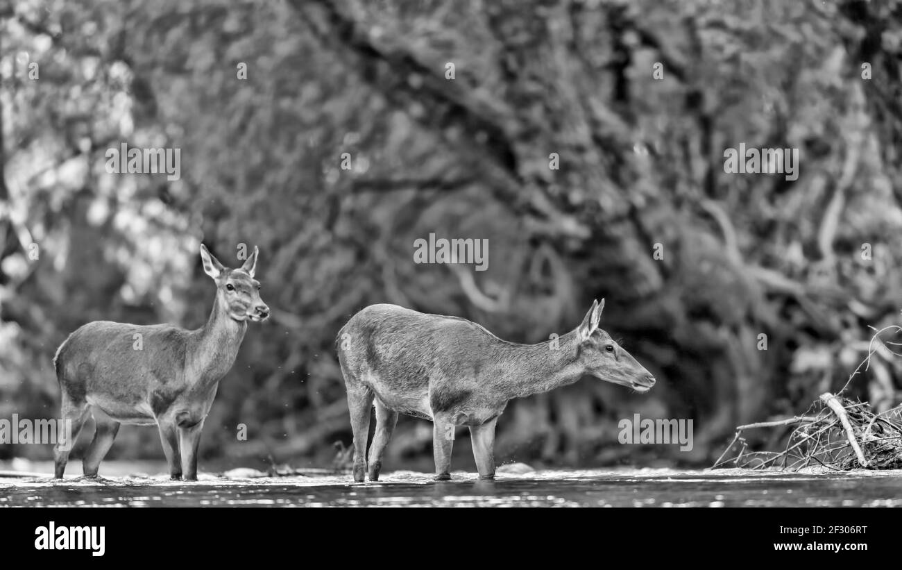 Bildende Kunst Porträt von Hirschen im Fluss (Cervus elaphus) Stockfoto