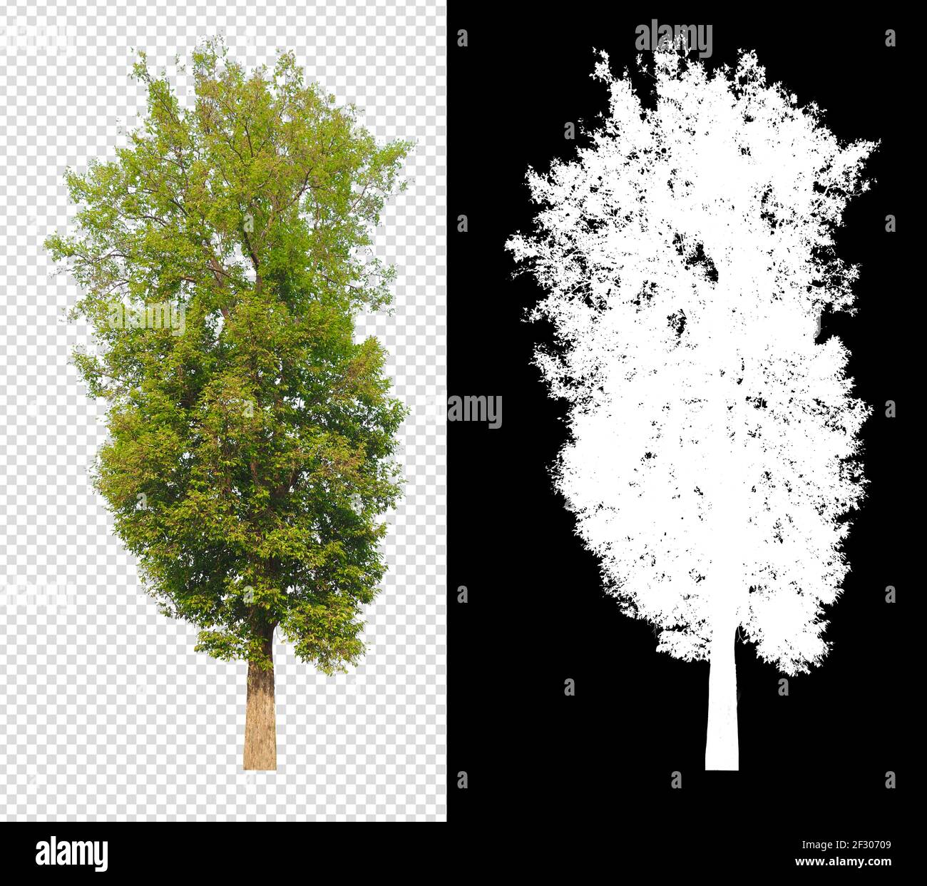 Sammlungsbaum auf transparentem Hintergrundbild mit Beschneidungspfad Stockfoto