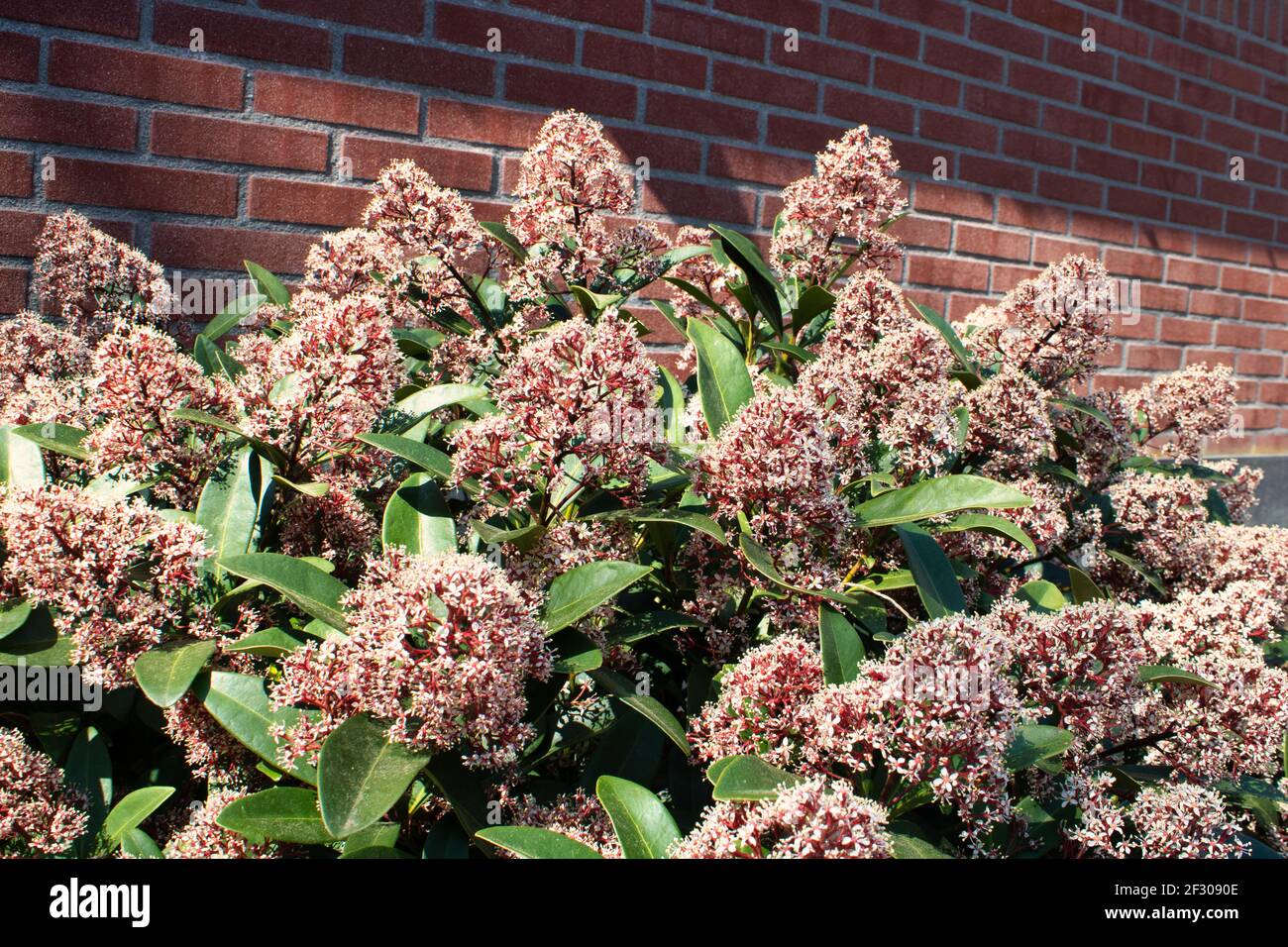Skimmia japonica Busch im Garten im Frühling. Flora und Blumen im April Stockfoto