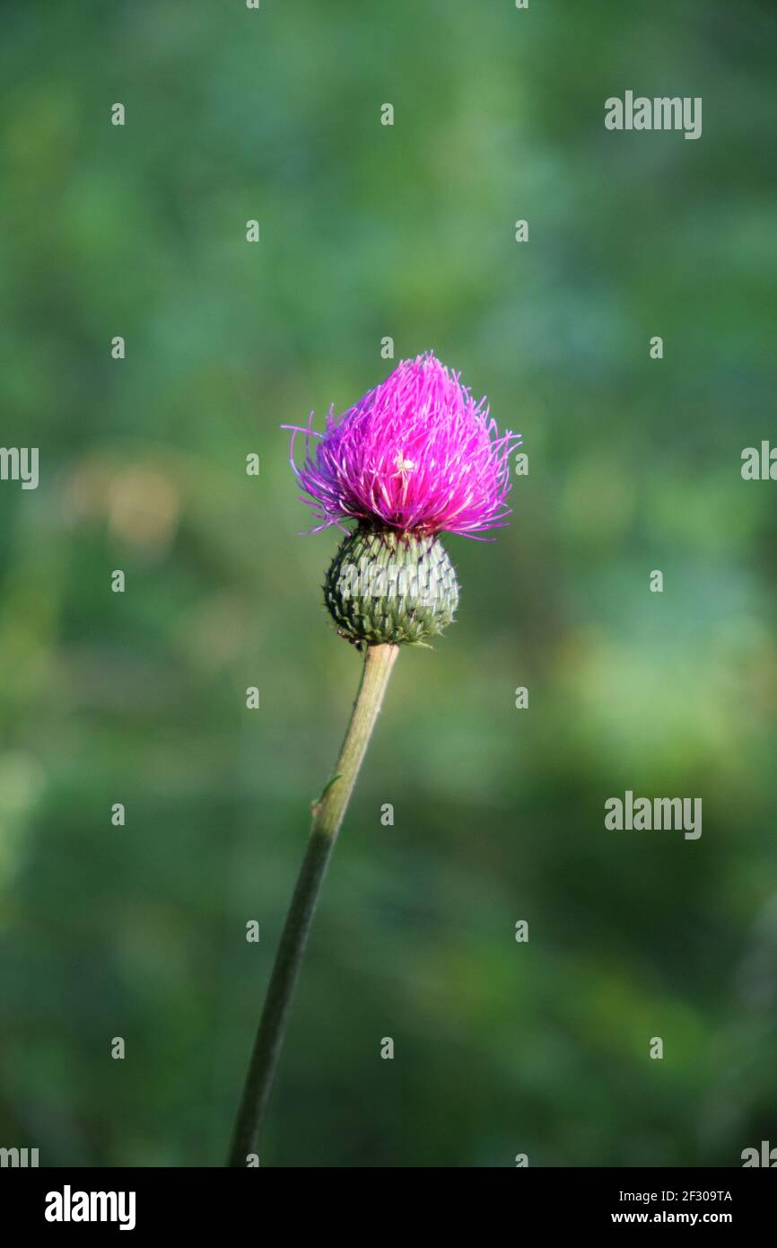 Eine Blume Milchdistel Nahaufnahme auf einem verschwommenen Hintergrund.  Dornenblume Stockfotografie - Alamy