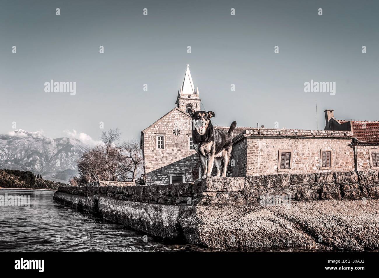 Hund steht vor der Kirche auf der Insel Stockfoto