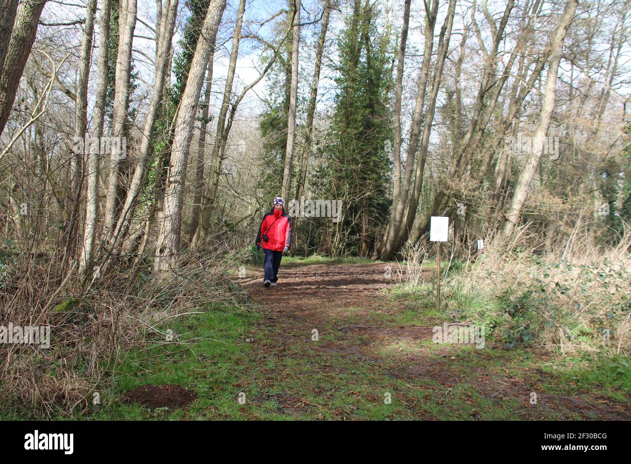 Eine Wandererin auf einem Weg durch Bäume Stockfoto