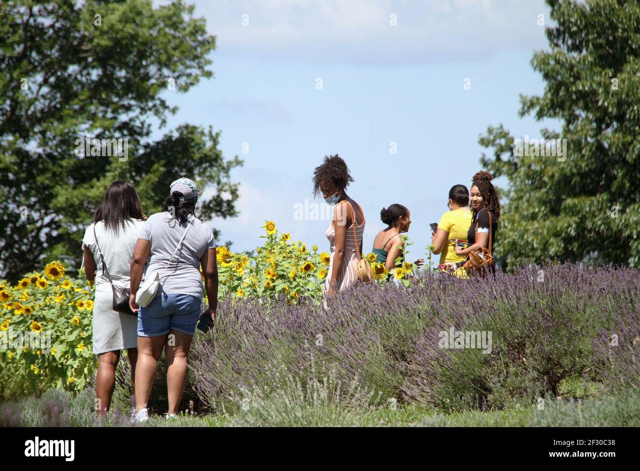 Menschen, die eine Lavendelfarm in den USA besuchen Stockfoto