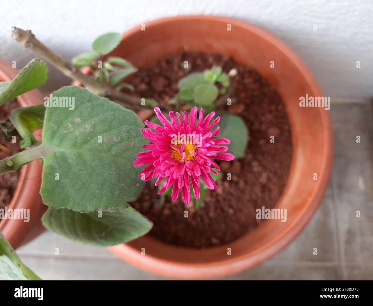 Eine Draufsicht auf einen violetten brasilianischen Knopf oder Centratherum Punctatum Blume in einem Topf Stockfoto