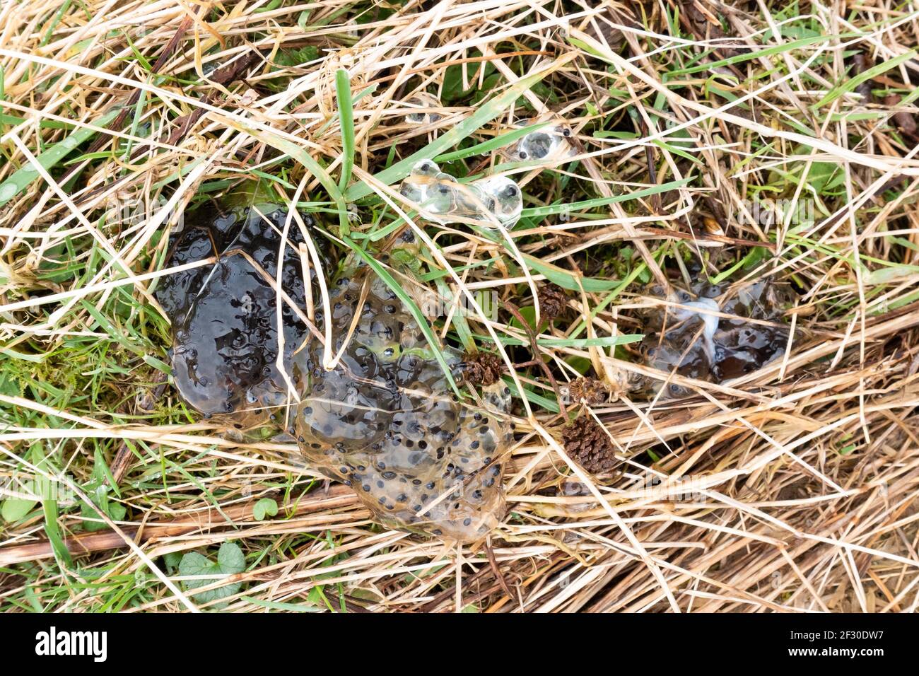 Frogspawn und schwarze Eier auf dem Boden abgelagert - vermutlich von Vogel oder Tier nach der Vordatierung eines Frosches - Stirling, Schottland, Großbritannien Stockfoto