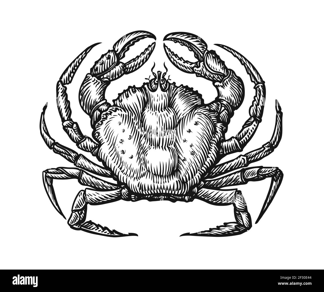 Krabbe mit Krallen Skizze Illustration im Vintage Gravur Stil. Meeresfrüchtegerichte handgezeichnete Vektorgrafik Stock Vektor